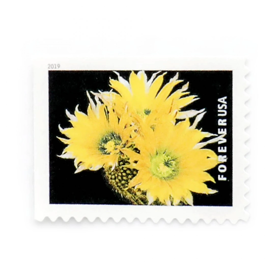 product_image_1767477416 U.S. 2019 Cactus Forever Stamps